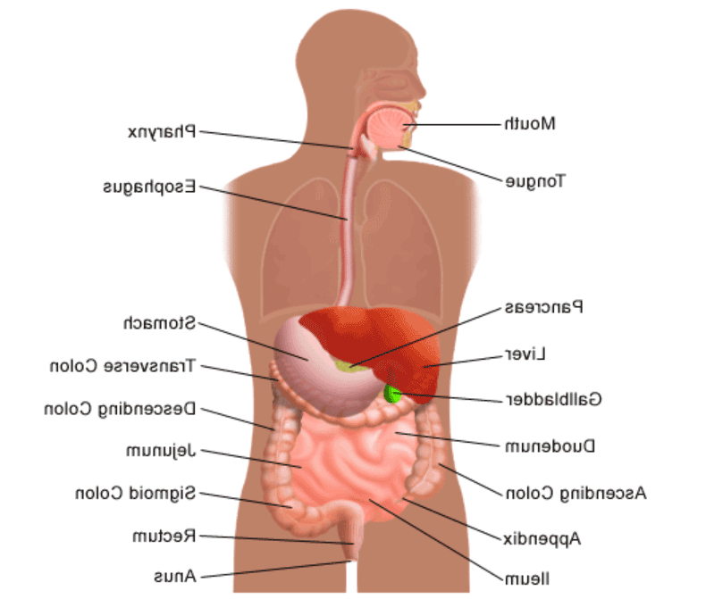 消化器官与消化系统解剖学有关的器官