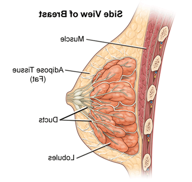 女性乳房解剖图，侧面图