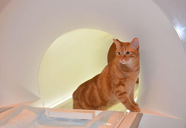 猫站在核磁共振成像仪前