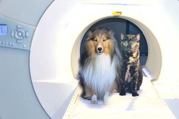 狗和猫在核磁共振扫描仪内